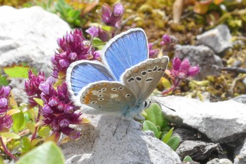 Réf. 287 711 : Polyommatus dorylas